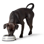 Hunter Melamine Bowl Silda White für einen Hund