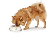 Hunter Melamina Bowl Sansibar Beige para un perro