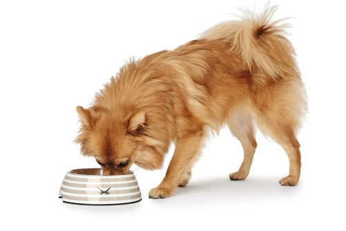 Hunter Melamina Bowl Sansibar Beige para un perro
