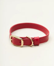 Collar de perros "elegante" - Elegancia en una edición minimalista