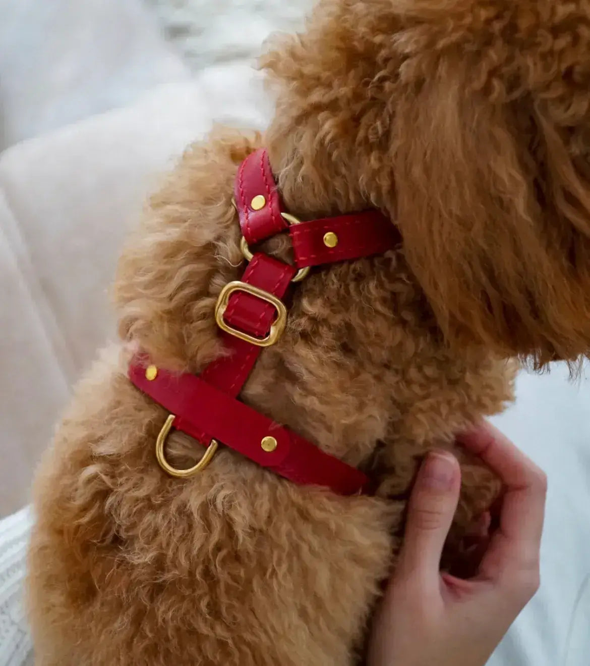 Brettura per cani di classe di lusso - fatto a mano di pelle italiana, premio
