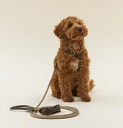 Braces de chien de luxe classe - artisanale de cuir italien, premium