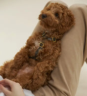 Braces de chien de luxe classe - artisanale de cuir italien, premium